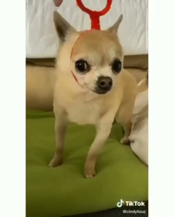 teletuperro