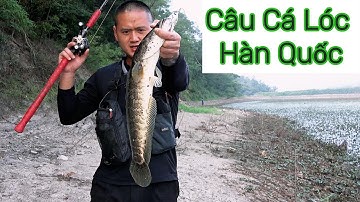 Câu Cá Lóc Ở Hàn Quốc 28/09/2024