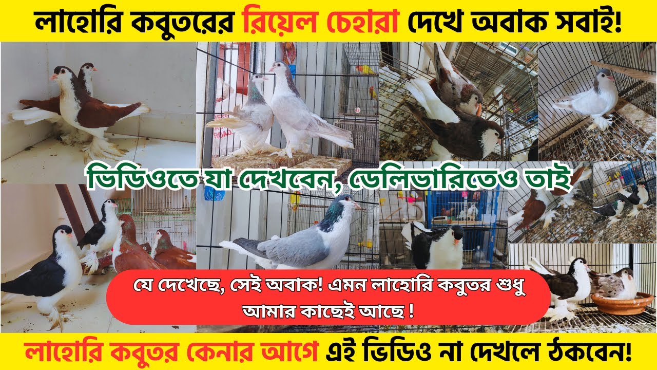 লাহোরি কবুতর কেনার আগে দেখুন! শো-পিসে এক, ডেলিভারিতে আরেক? সত্যটা জানুন!