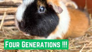 Four Generations - Four Awesome Guinea Pigs ! 👏👍