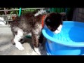 LaPerm Cat(?) is drinking water. お水を飲む猫(ラパーマ?) の動画、YouTube動画。
