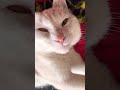 #cat #видосыоткота #веселыекоты #кот #юмор #прикольныекоты #котики