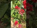 கோழிகொண்டைப் பூ