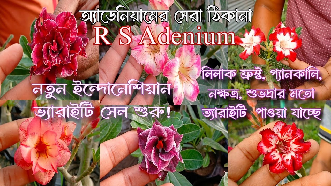 ইন্দোনেশিয়ান নতুন ভ্যারাইটির অ্যাডেনিয়াম সেল শুরু!  সংগ্রহ করুন R S Adenium  থেকে #adenium 