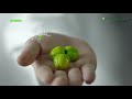 Nutrilite Vitamin C Cherry Plus product film - Hindi