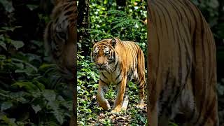 #new #wildlife #lifeisbutadream #ekmotahathighumechala #bangaltiger