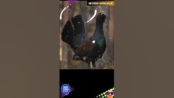 WESTERN CAPERCAILLIE (AUDIO) @DISCOVER WHATZ UNIQUE #CAPERCAILLIE #Eurasian #blackgame #VIRAL #IUCN