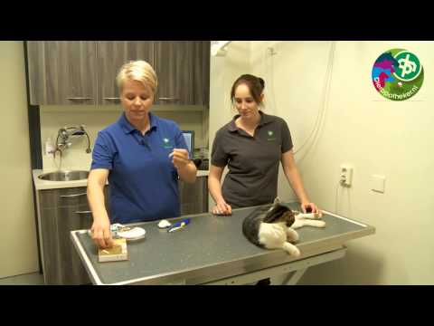 Video: Soorten Vlooienbehandelingen Voor Katten