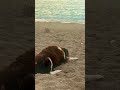 #filyos #zonguldak #denizkenarı #köpek
