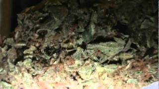 Orange Crush Weed
