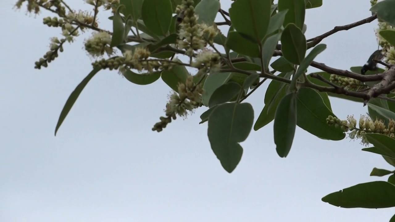 Mariposa beija-flor (Aellopos titan)