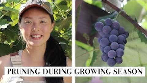 Summer Pruning Grapevines | Step-By-Step