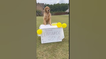 My dog started a lemonade stand!