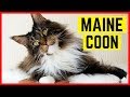 MAINE COON - Charakter und Besonderheiten