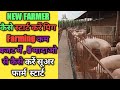 NEW FARMER कैसे स्टार्ट करें पिग Farming कम बजट में , 5 मादाओ से कैसे करें सूअर फार्म  स्टार्ट