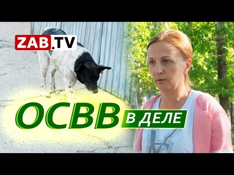 Почему собаки с бирками нападают на людей и животных