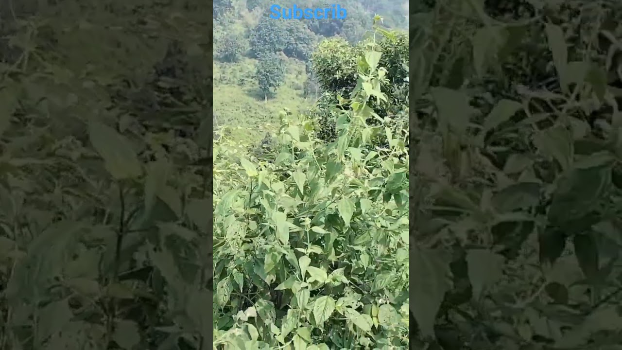 Beautiful lendscap... kendujhar hill.|||