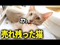 凶暴過ぎてペットショップで売れ残った猫を迎えます。