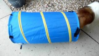 Smarty The Dog Obedience Training