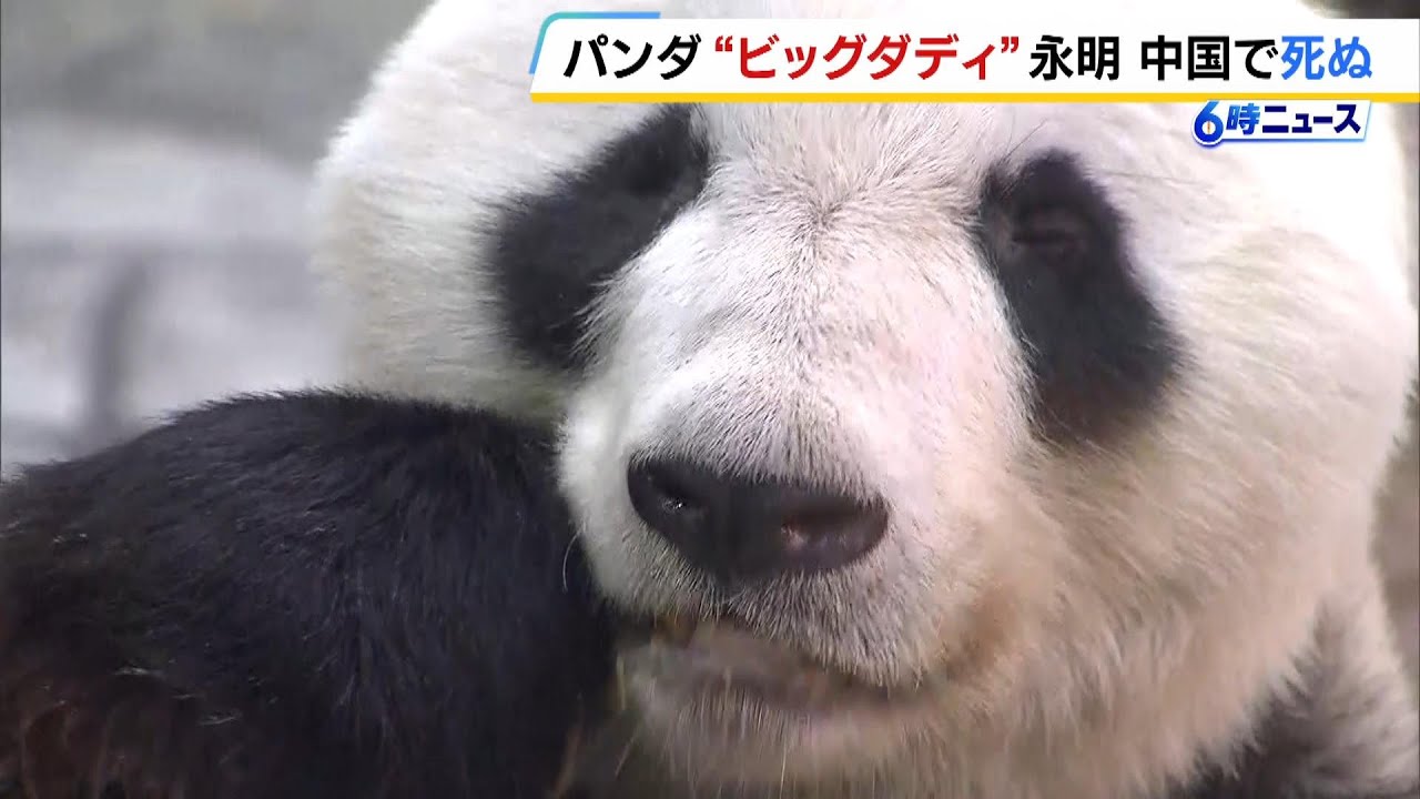 『ビッグダディ』ジャイアントパンダの「永明」が死ぬ　１６頭の子どもの父親　２０２３年に中国に返還される（2025年2月14日）