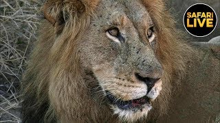 safariLIVE - Sunrise Safari - August 03, 2019 - Part One