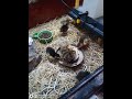 Quail Hatching to Hatchling 2023