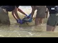 Sea turtle rehabilitation hospital, education center coming to Galveston Island