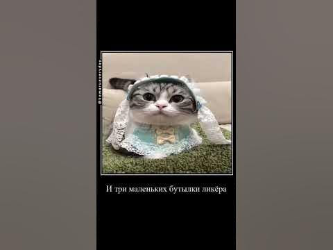 комару! #komaru #комару - YouTube