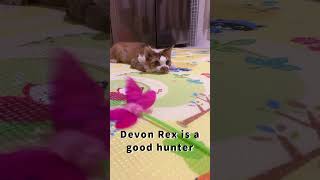 Devon Rex is a good hunter #devonrex #cat #catshorts