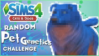 A Big Blue Boy?!  Random Pet Genetics Challenge!!  Experiment #13