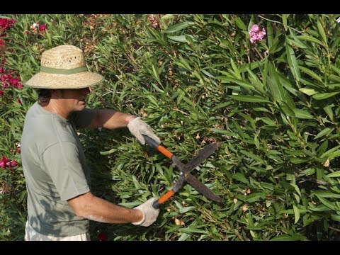Video: Tento Neobvyklý Oleander