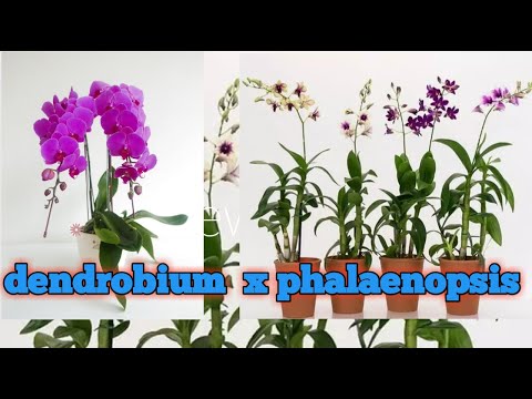 Video: Perbezaan Antara Dendrobium Dan Phalaenopsis Orchids