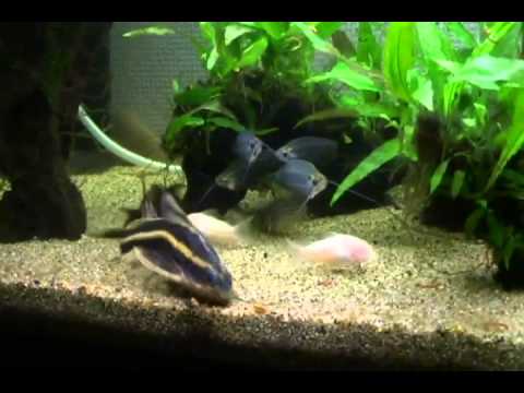 小型ナマズ水槽のお食事タイム 熱帯魚 Youtube