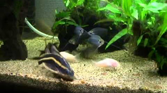 熱帯魚 ナマズお気に入り Youtube