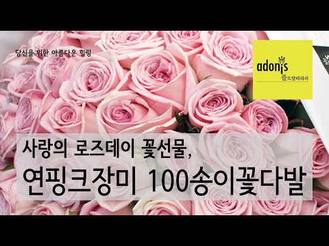로즈데이 연핑크장미 100송이꽃다발