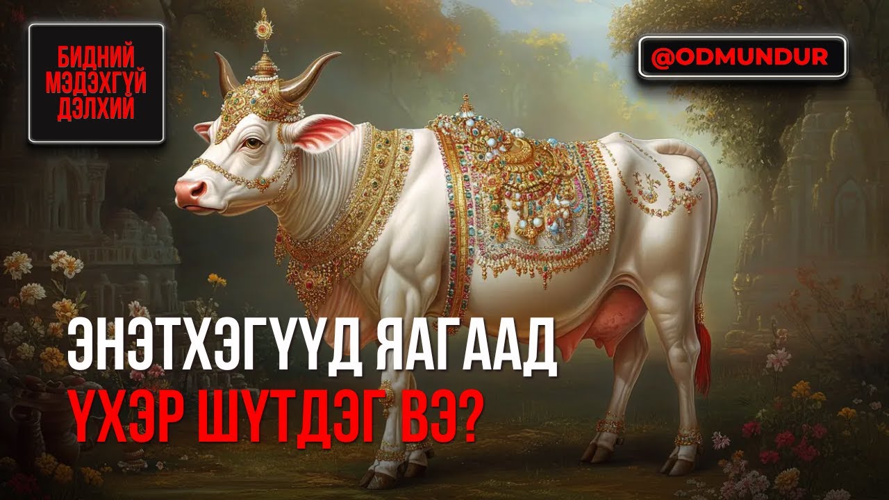 Энэтхэгчүүд яагаад үхэр шүтдэг вэ? - БИДНИЙ МЭДЭХГҮЙ ДЭЛХИЙ