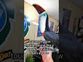 slow motion toucans are SCARY #birds #animals #dinosaur #cute