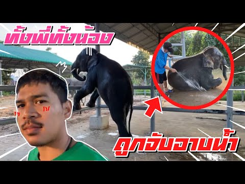 จับชื่นใจ❗️บัวบานอาบนำ้🤣เสือว่าไง บัวบานอยากเล่น😩एक हाथी,elephant