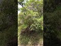 😱La hermosura del campo nunca deja de sorprenderme 🌱😍 #campo #viralvideo#plantas #naturaleza