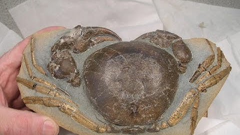 Prepping Fossil Crabs Part 4 From Start to Finish