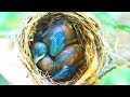 Bird feeding babies in nest