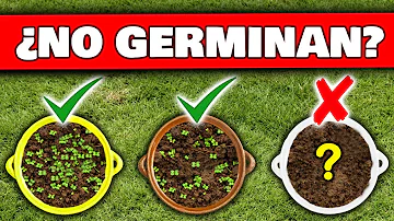 ¿Por qué no germinan mis semillas?