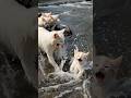 She Was Losing Them to the River… Until One Moment Changed Everything 😢🐾