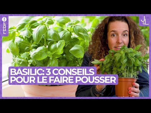 Vidéo: Comment faire pousser du basilic sur un rebord de fenêtre à partir de graines ?