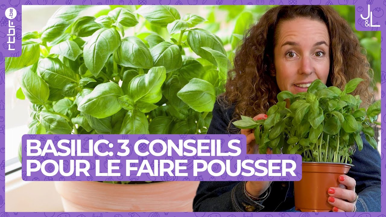 Basilic : 3 conseils pour le faire pousser correctement | Jardins et