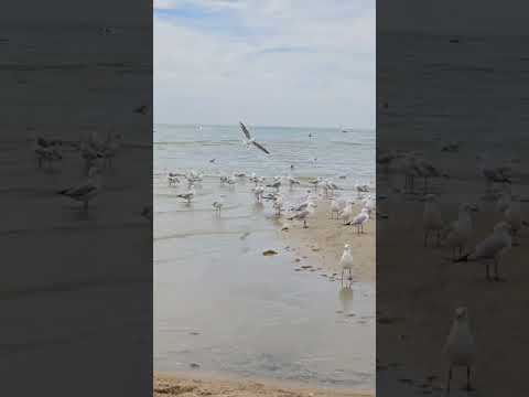 Highlight 31:13 – 36:13 from เที่ยวชายหาดทะเลที่เมลเบิร์น ออสเตรเลีย กันดีกว่า🏖🐦🥰🇦🇺 #beach #nature #