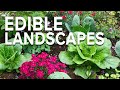 Edible landscaping growing vegetables in your flower bed