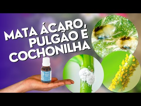 Vídeo: Jardinagem Natural: Controle Orgânico de Pragas