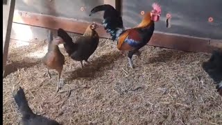 what are Red Jungle fowl , how to tell the difference  between pure and crossed