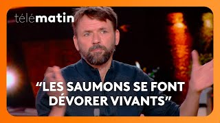 Élevage Intensif La Face Cachée Du Saumon